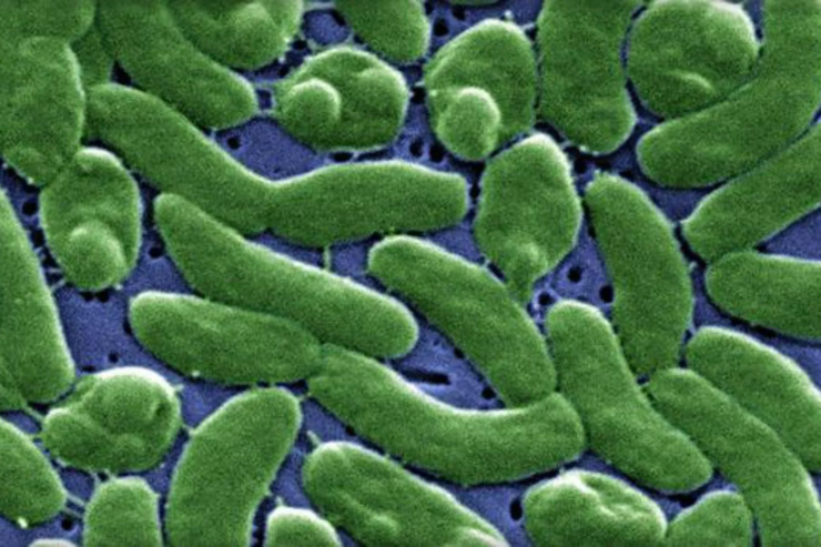 ‘Nightmare Bacteria’ Stalk U.S. Hospitals