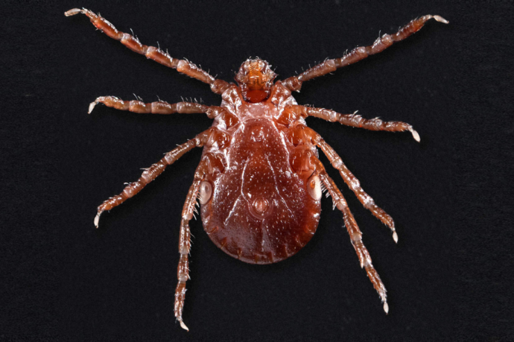 Asian Longhorned Tick Spreading In United States